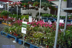 ZS272-062010-05